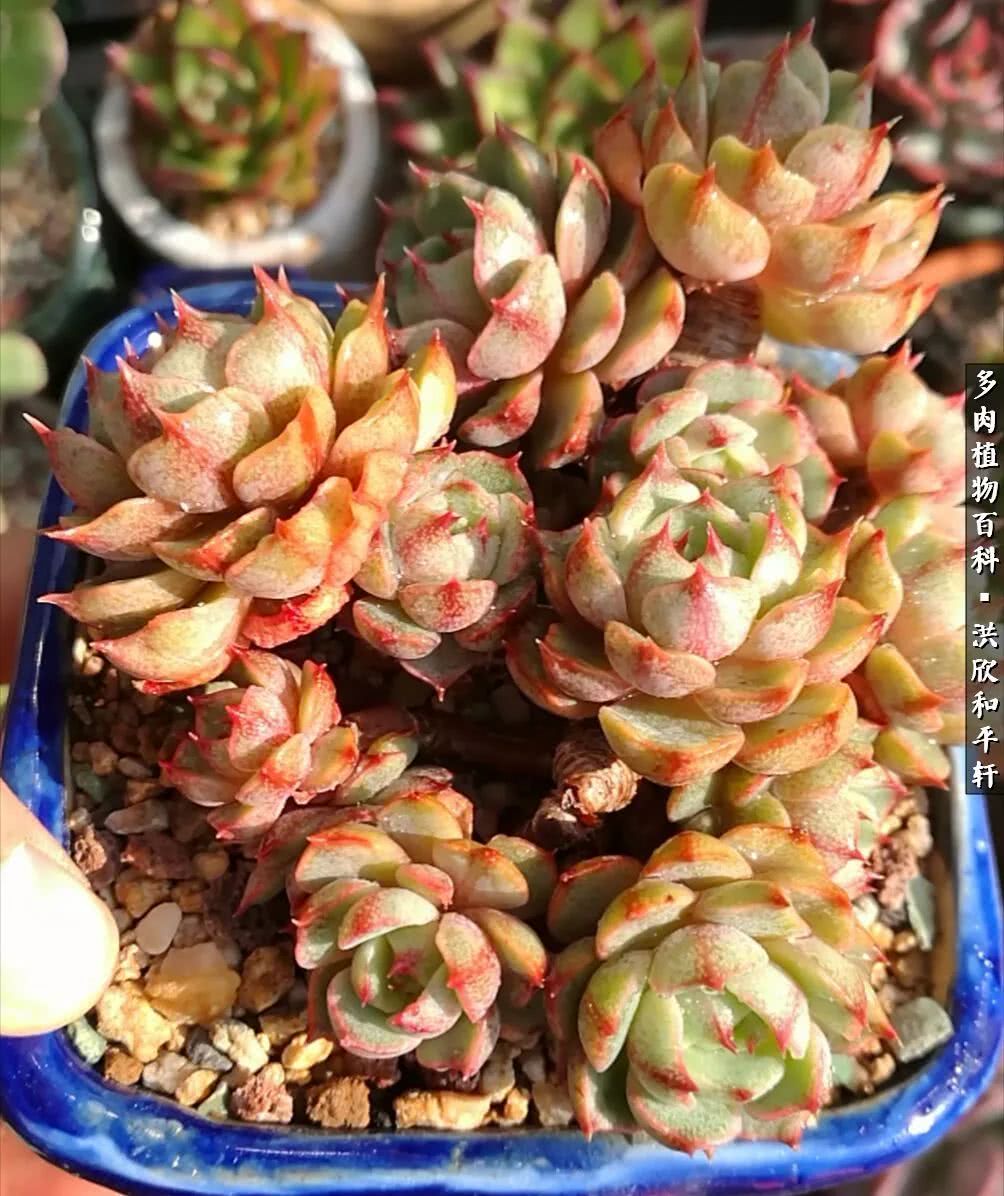 多肉的四季轮回,四季轮回多肉