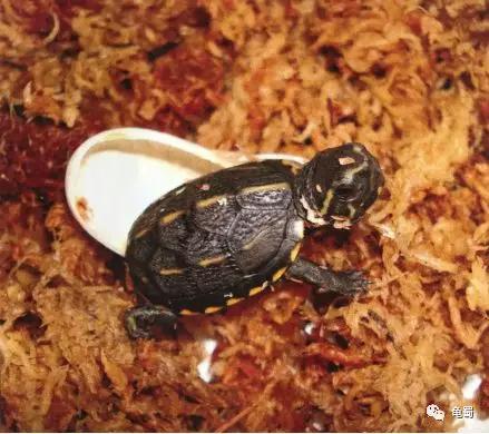蛋龟之王巨头蛋龟,果核蛋龟新蛋龟之王