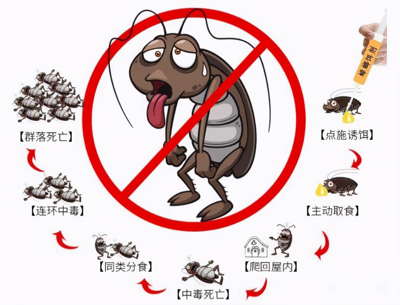 蟑螂为什么会很难被踩死,蟑螂为什么生命力那么顽强