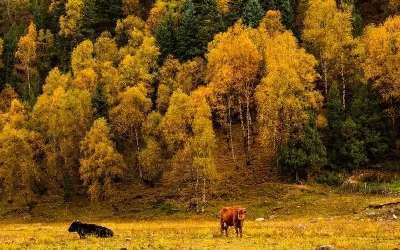 国内小众拍照胜地排名,文艺气息满溢的拍照圣地