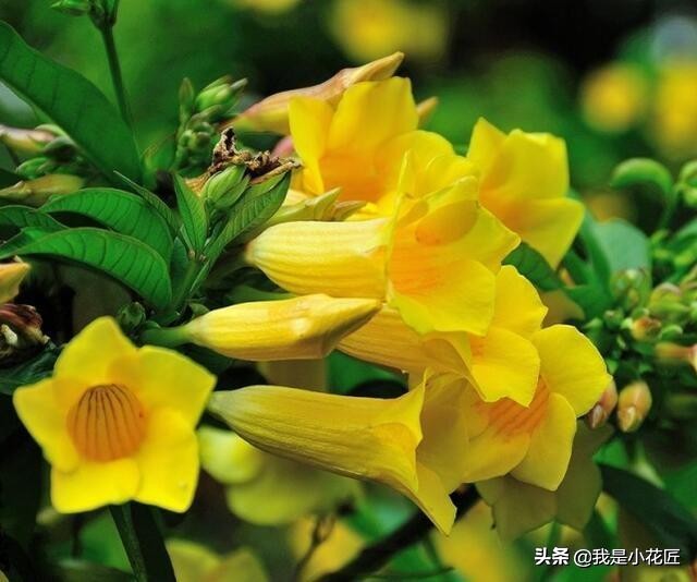 适合阳台种植的爬藤植物都有哪些,家庭阳台种什么爬藤植物比较好