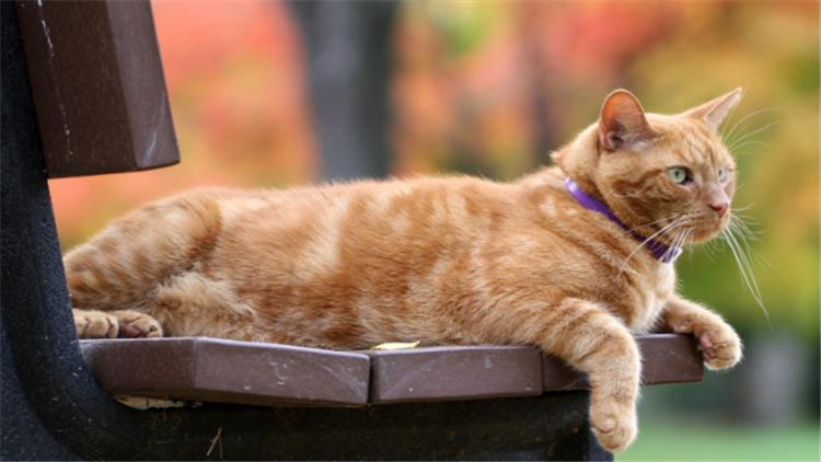 猫把人抓伤了怎么办,被猫抓伤了应该怎么办