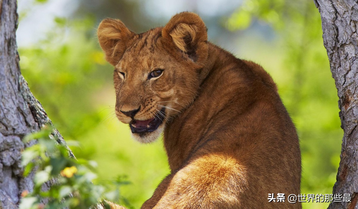 最强猫科动物巨型剑齿虎,最强大的猫科动物狮子