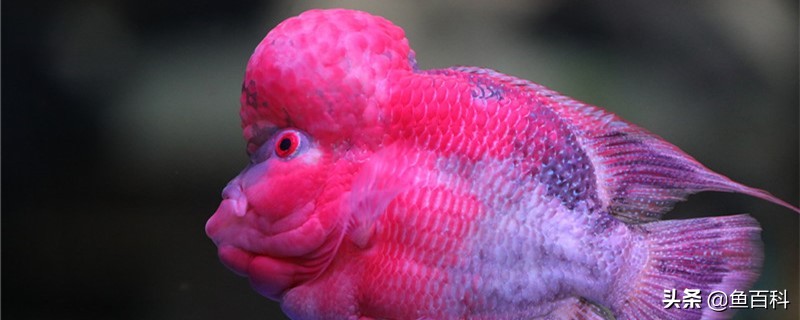 泰金罗汉鱼会起沙不,罗汉鱼起沙退沙过程图