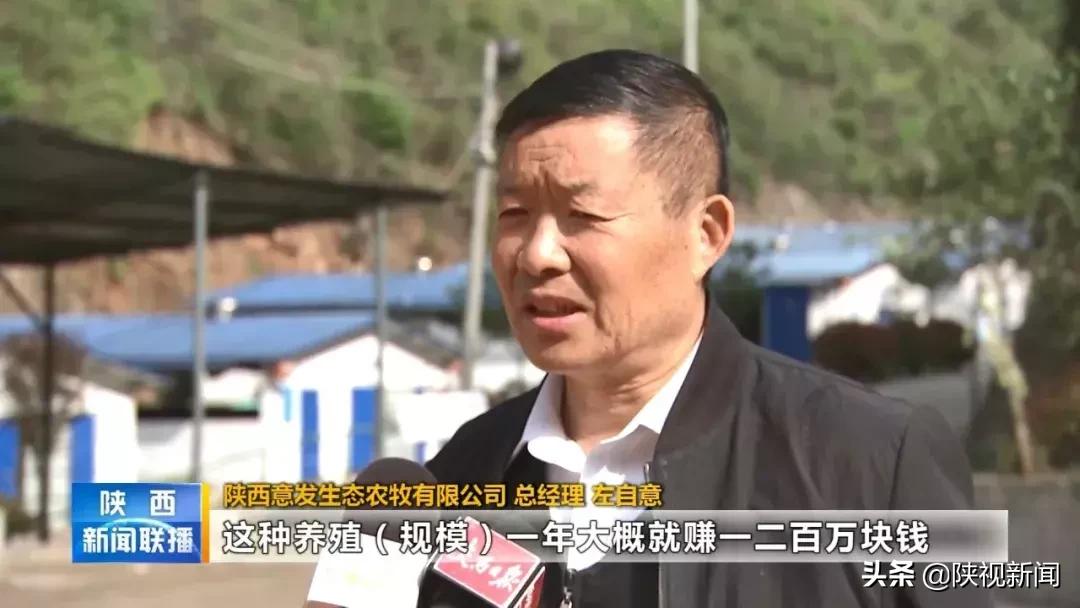 商洛山阳县这帮人对牛粪做了啥？竟比纯养牛多挣了10倍！