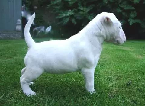 牛头梗怎么养才强壮,成年的牛头梗适合新手养吗