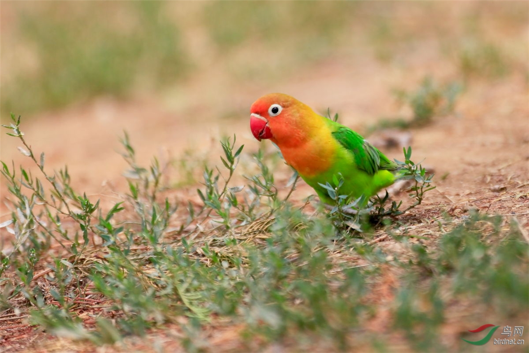 非洲鹦鹉住进仙人掌？从宠物变野生种群，占领一座城市