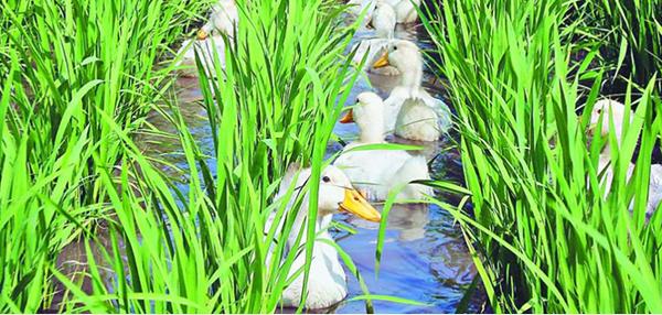 食材分享思路及方法,食材分享共赢