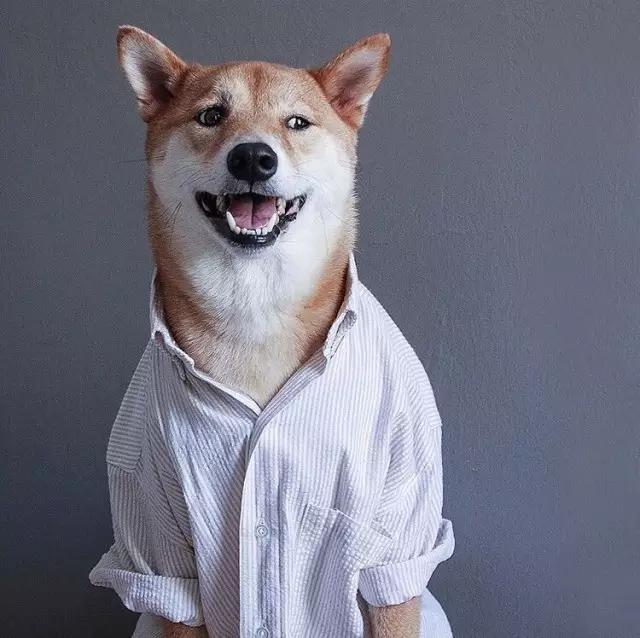 西装犬模丨美国纽约一条月入九万的狗