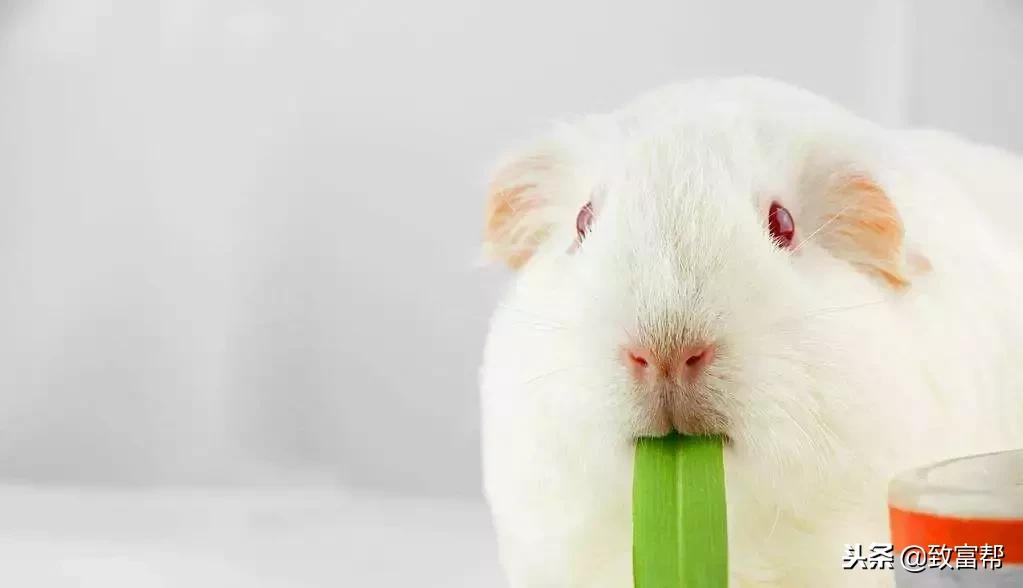 什么东西养殖效益最高呢,什么东西养殖快收益高