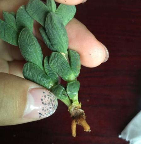 鹿角海棠叶子为何发皱,鹿角海棠干瘪发皱了如何救活