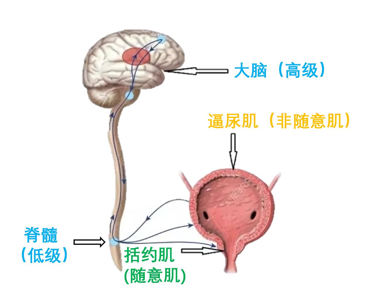 生理学排便机制,生理学尿的生成和排出