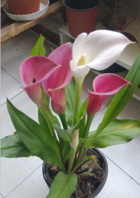 阳台只养一种花全年花开不断,阳台种花只开花不结果