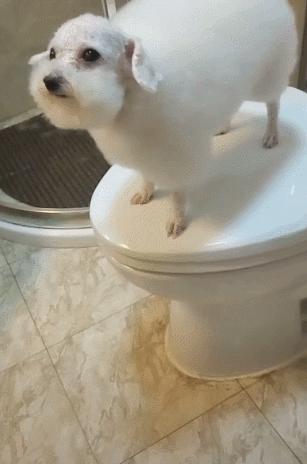 山羊和绵羊的羊肉区别,羊肉绵羊跟山羊如何区分