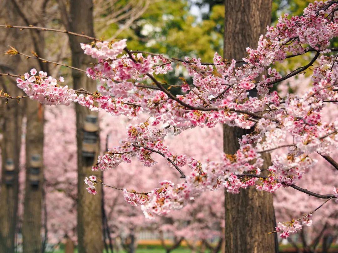 上海顾村公园樱花时间,2022上海顾村公园樱花开了吗