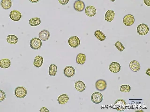 水产藻类大全图片,水产藻类知识大全