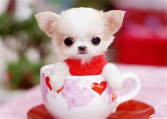 茶杯犬好养吗寿命长吗知乎,茶杯犬好养吗优缺点有哪些