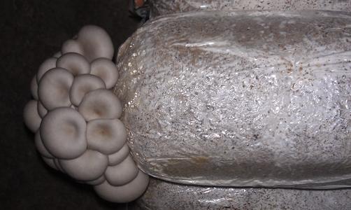 平菇种植方法及配料,平菇的种植技术与配料方法