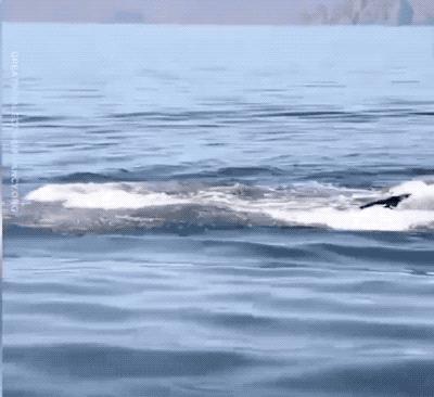 北海游玩观鲸,广西观鲸