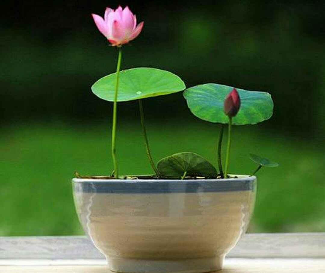 碗莲长势不佳,不开花,栽种时要注意这些细节