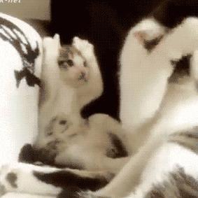 铲屎官得了猫癣怎么处理,铲屎官必知猫咪急救办法