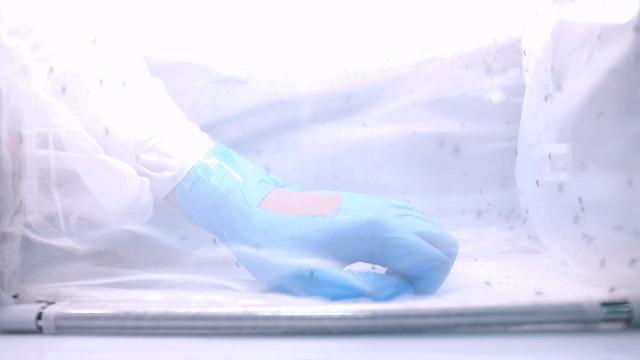 驱蚊剂治蚊子最好的方法,小蚊子的克星是什么