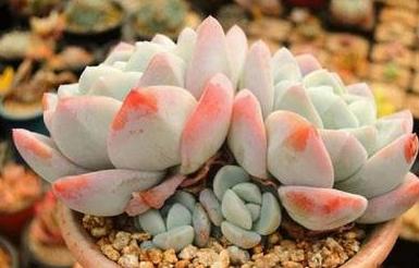 这些多肉因颜值入坑,什么系的多肉颜值高皮实好养