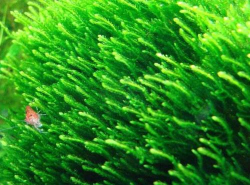 新手养鱼推荐混养品种,新手养鱼入门鱼种混养