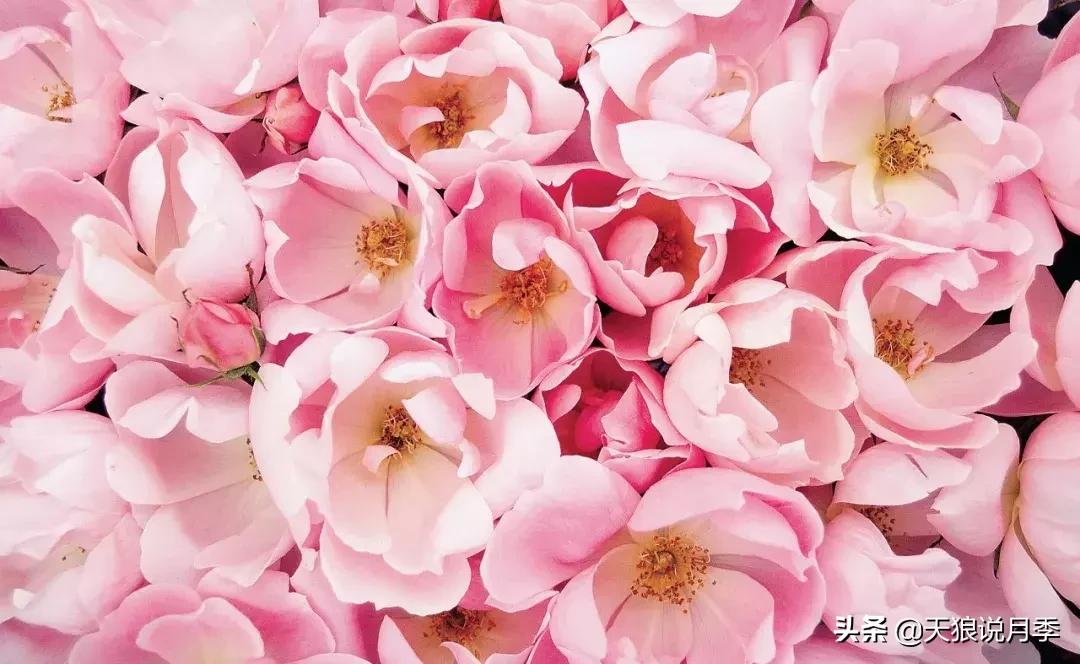 哪些月季品种抗病强,抗病性好月季有哪些