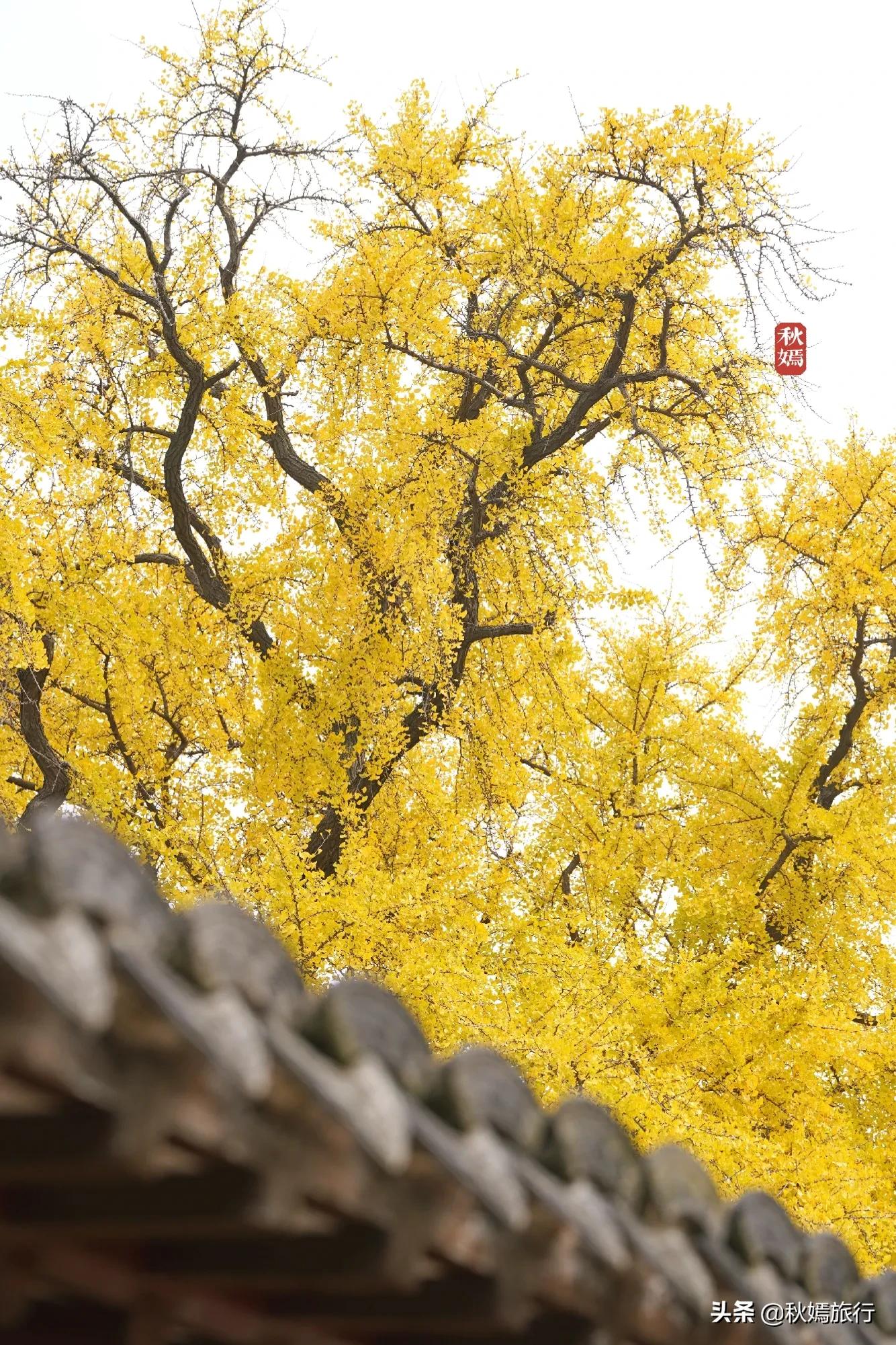 相城区北桥镇千年银杏树,苏州相城银杏打卡