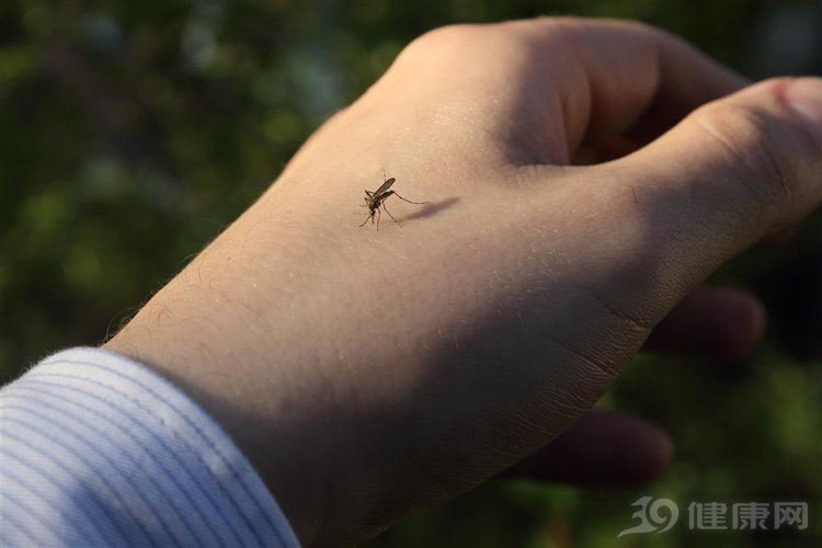 欧洲人睡觉怎么防蚊子,睡觉防蚊最佳方法