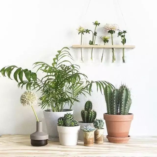 7种适合放在办公室的植物,办公室植物盆栽