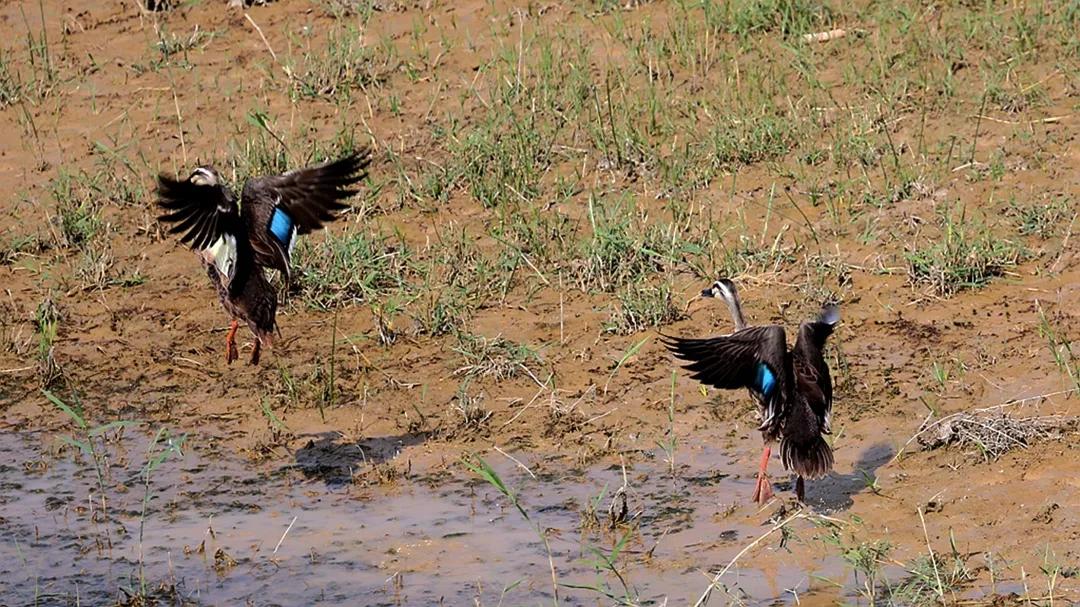涂上黄色的“润唇膏”，TA就是野鸭中最靓的仔
