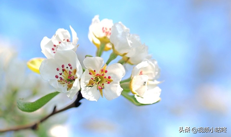 梦幻西游人气主播王一涵,王一涵梦幻西游抖音号