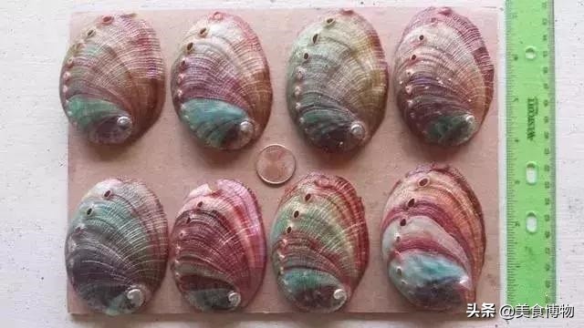 鲍鱼大全,带你认知全世界的鲍鱼(下)