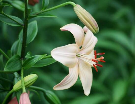 百合花叶子顶部发黄怎么补救,百合花下面叶子发黄怎么办的视频