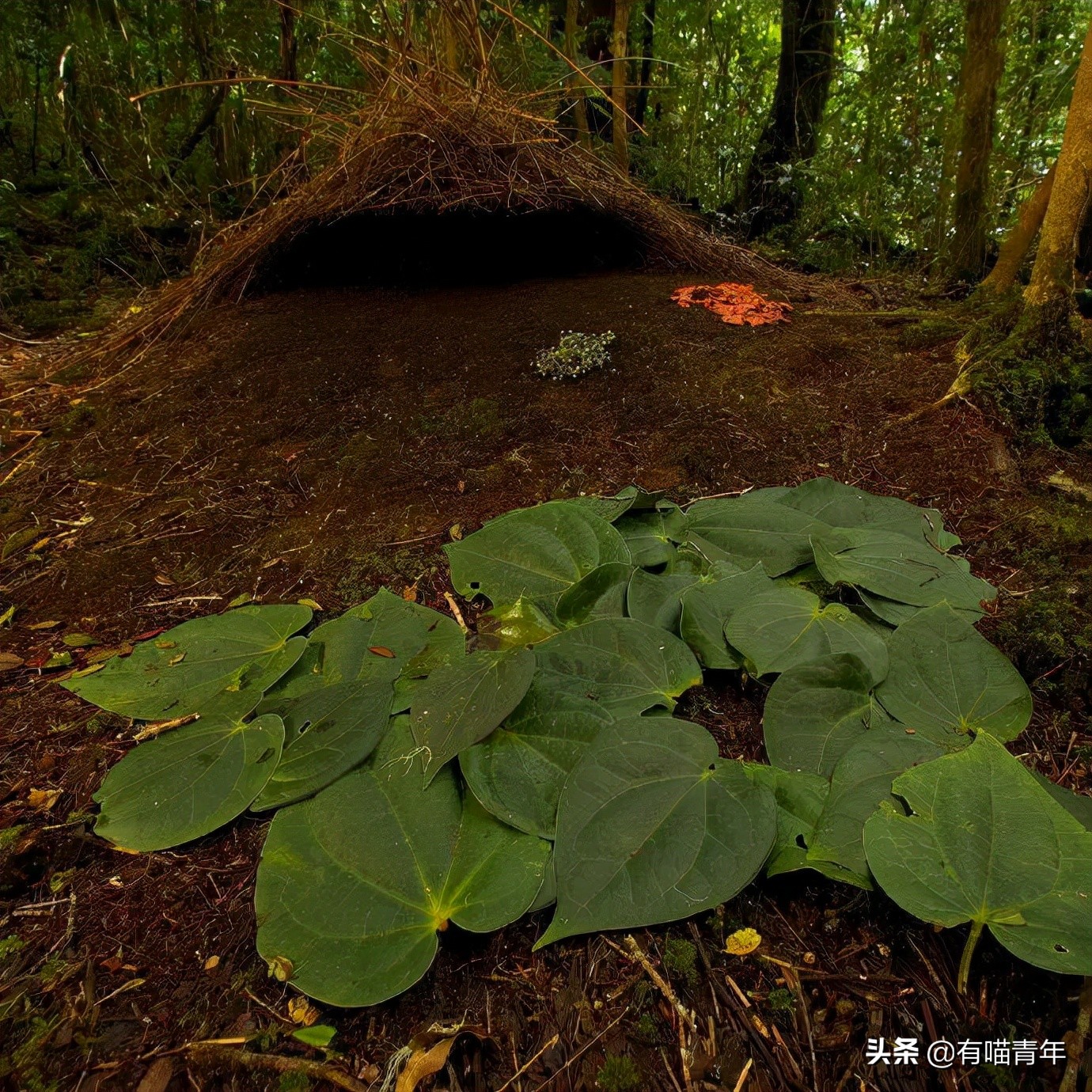12个动物啪啪啪知识，最后一个想笑死谁？