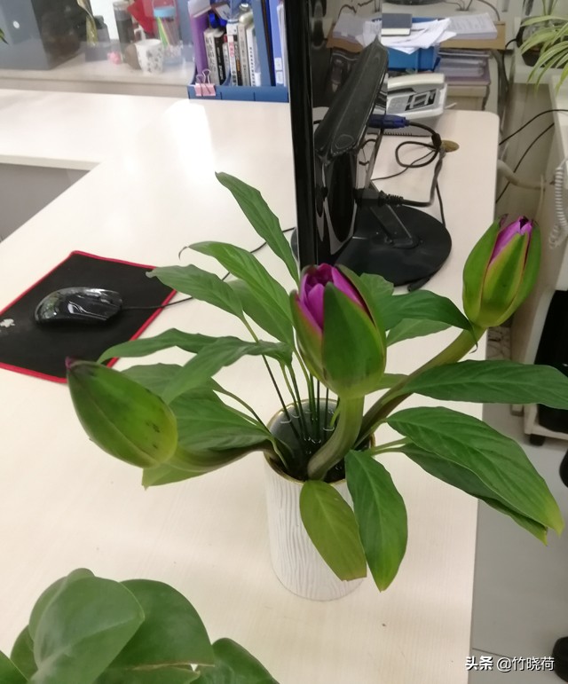 适合盆栽养的睡莲,睡莲的养花技巧