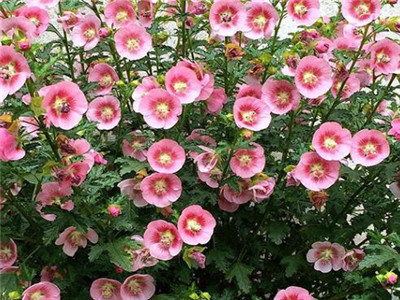 丹麦木槿用大盆还是小盆养,丹麦木槿要怎样养护