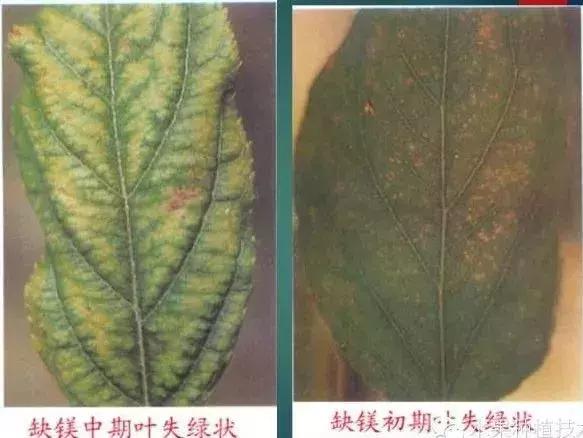 苹果树缺什么药,苹果树都有什么病怎么治