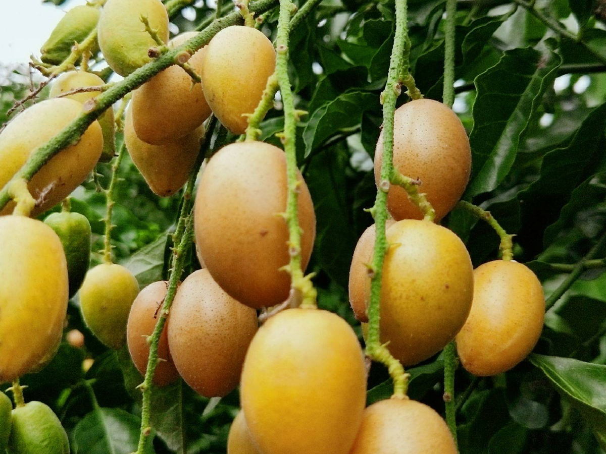 荔枝和什么水果搭配不上火,应季水果荔枝芒果