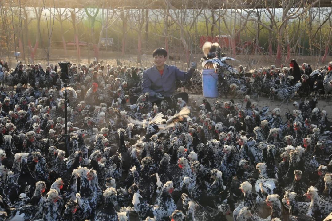 甘肃陇南徽县电商产品,陇南电商白皮书