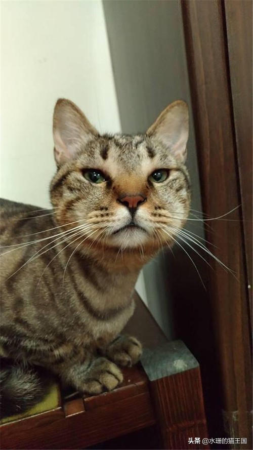 猫被蜜蜂蜇肿胀,小橘猫被蜜蜂蛰