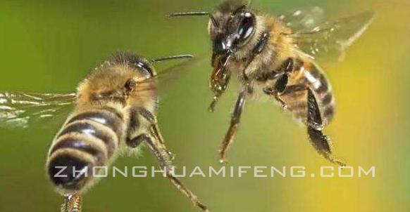 中蜂被意蜂盗蜂,中蜂被意蜂盗蜜的处理方法