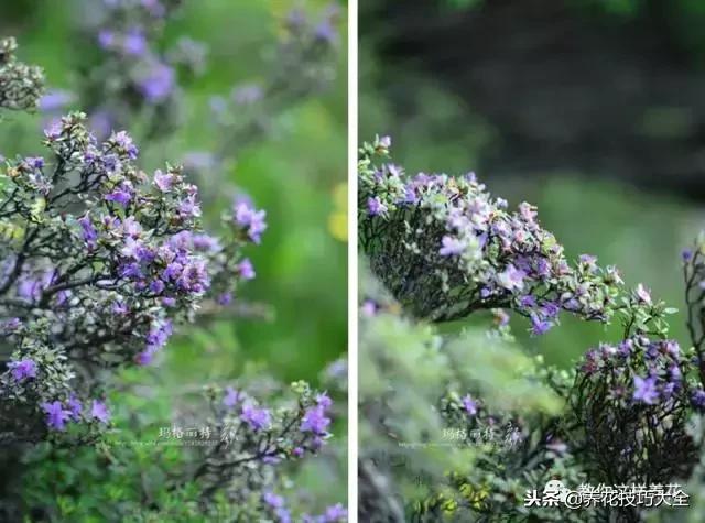 刚栽的杜鹃花蔫了怎么办,杜鹃花死了一半怎么回事