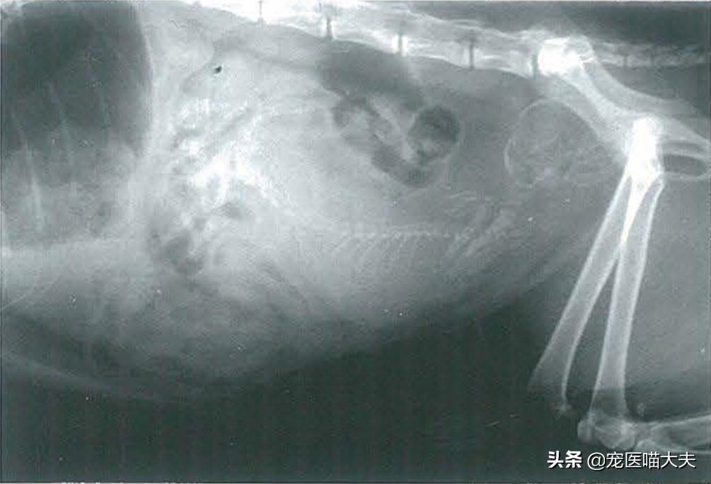 喵星人健康课,怎么预防猫咪难产