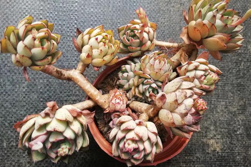 多肉养出状态来有多美?这102种多肉控养上色之后美呆了