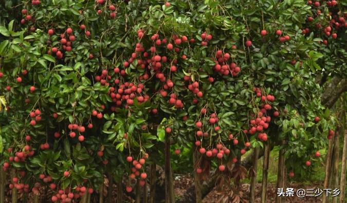 真正的中国荔枝之乡是哪里,中国三大荔枝之乡是哪里