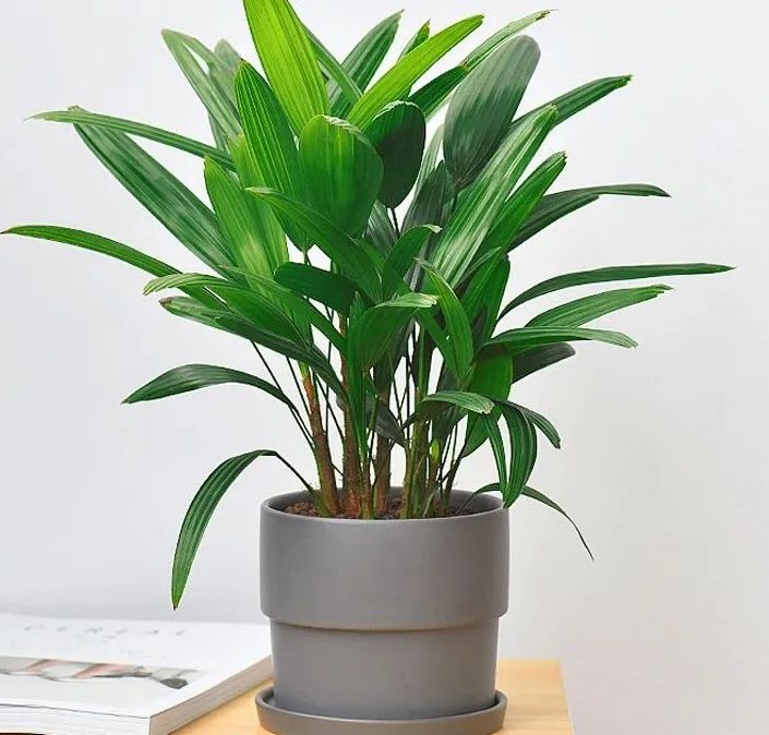 绿叶竹子怎么养护,细叶棕竹怎么养护和管理