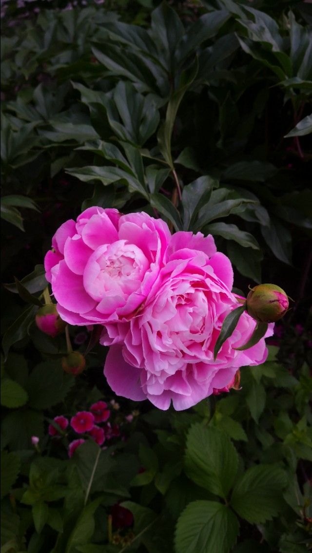 好好努力前程可期,只管努力不管前程